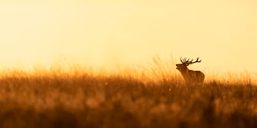 The Rut on Foot with the RSPB at Wild Haweswater