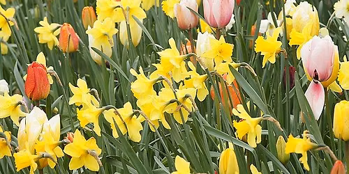 Library Talk Bulbs for All Seasons