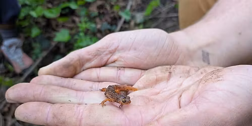 A Herpetology Hike in Garber Park!