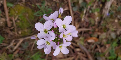 Spring Wild Food Identification and Foraging Event 18\/04\/2026
