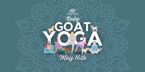Baby Goat Yoga!