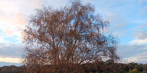 Deep Guided Rest (Yoga Nidra) - Winter Solstice Session