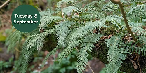 Gosforth's Wild Web: Woodland Fern Foray