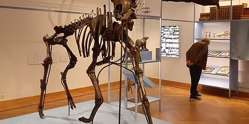 The Fossil Cervid-Day - Het Fossiele Herten Symposium