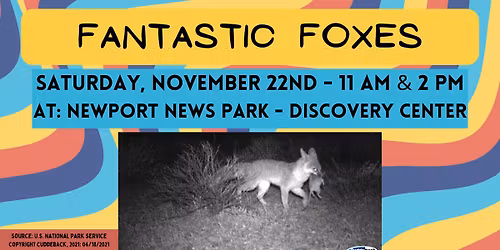 Fantastic Foxes