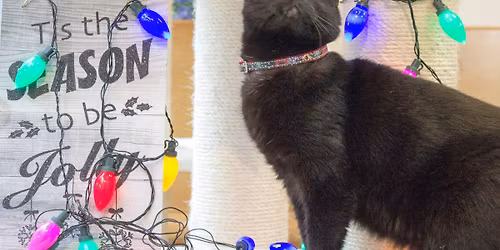 Christmas Quiz at Paws