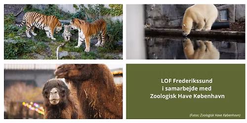 Opdag ZOO efter lukketid - rundvisning i Zoologisk Have K\u00f8benhavn (m\u00e5lrettet voksne)