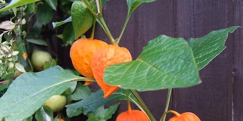 Museum Stroll \u2013 The Folklore of Plants