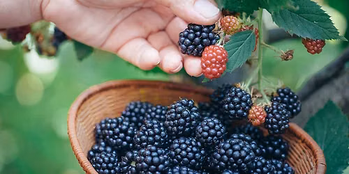 July 20 Make and Bake Camp at Walden Peak Farm Signal Mountain