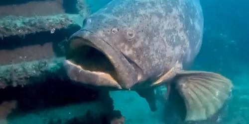 Goliath Grouper Aggregation