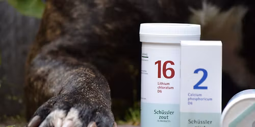 2daagse cursus celzouttherapie di 10 febr & 3 maart 2026