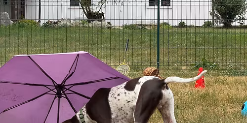 Z psem na wiejskich wakacjach - IV edycja