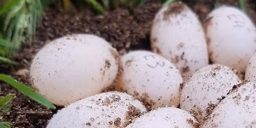 Turtle Tracker Training - Session 2