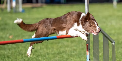 Landesmeisterschaften Agility