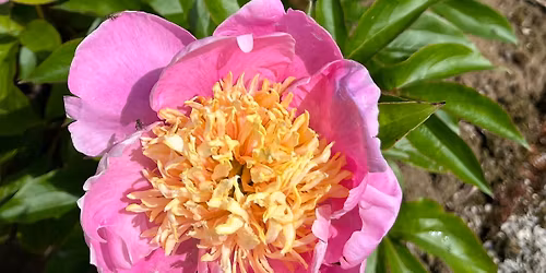 Preston Horticultural Society Annual Plant Sale 