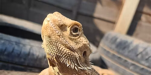 Easter Story Animal Show