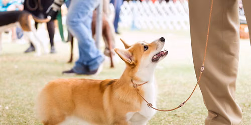 IABCA's 2026 Sunshine Autumn Sieger Int'l All-Breed & Rare Breed DOG SHOW