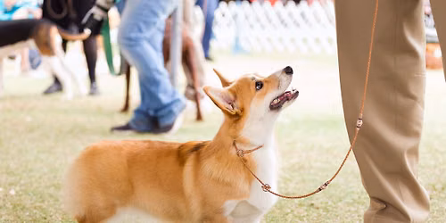 IABCA's 2026 Sunshine Autumn Sieger Int'l All-Breed & Rare Breed DOG SHOW