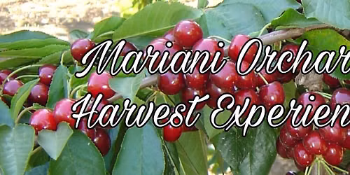 Mariani Orchards Harvest Experience (Tentative Opening May 22)- Pick Your Own Cherries & Apricots