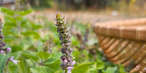 Medicinal Plant Sale