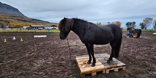 Parelli Natural Horsemanship \u2013 Kurs med Sigrid Ritland