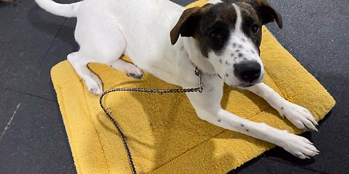 AKC STAR Puppy