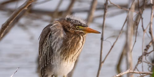 Urban Bird Walk: Urban Wetland Birds