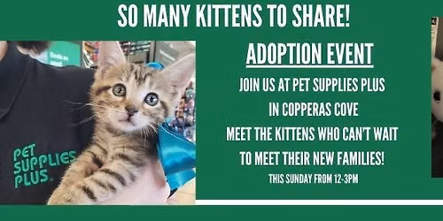 So many KITTENS to share!