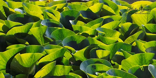 Health and Well-being Benefits of Botanic Gardens