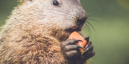 Ground Hog Hunt