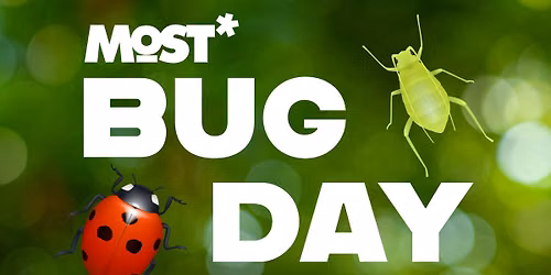 Bug Day