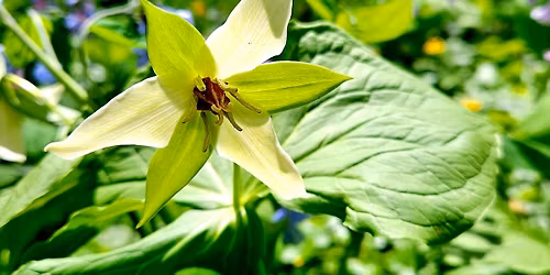 Spring Wildflower Identification and Ecology Course (Classroom, Online and Field)