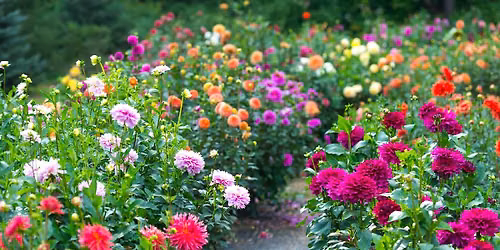 2026 "Ask a Master Gardner" Series - Dahlias: Growing and Caring