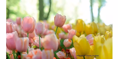 Frederick County Master Gardeners:  Creating a Flower Cutting Garden