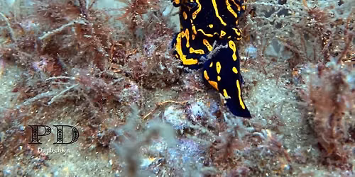 Women of the Deep Women\u2019s July Dive Meetup 