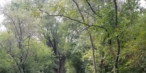 8th Annual Big Woods Open