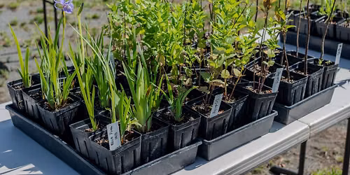 Native Plant Sale (hosted by Native Plant Nursery at Willowsford)