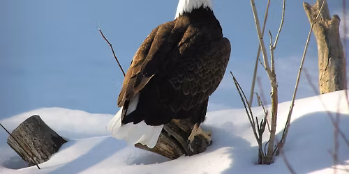 Eagles along the Fox River