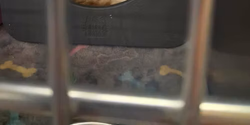 Kitty Adoption Event