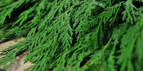 Pickup your Fresh Greens for Holiday Porch Pots