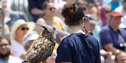 Birds of Prey-Ohio Scottish Games & Celtic Festival