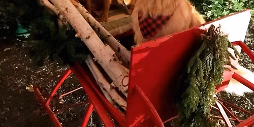 Doggie Christmas Party