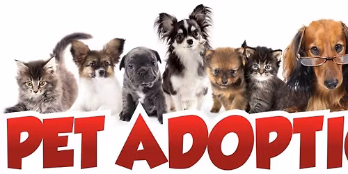 Cherry Blossom Festival- Adoption Event