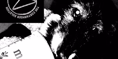 The Scuntz, The Coathanger Solution, Hectic Bins, Jobseekers, Infared, ADH