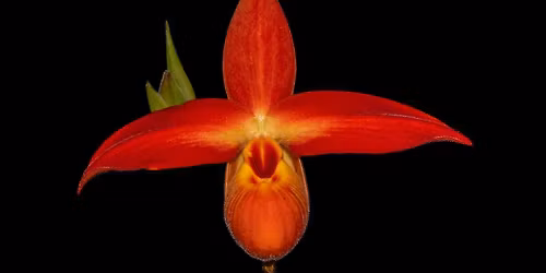 AOS Northeast Judging Center Monthly Judging, Northboro MA