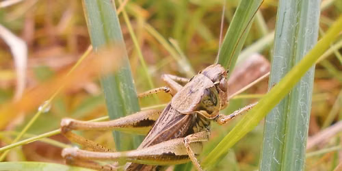 Grasshoppers and Crickets (ERCCIS Workshop)