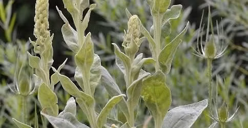 Foraging, Edible & Medicinal Plants 