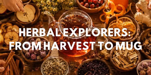 Herbal Explorers: From Harvest To Mug