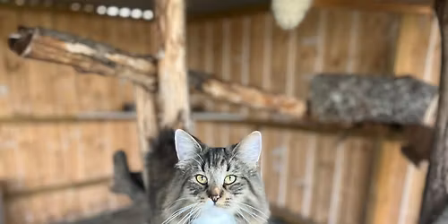 Smaalenene Katteklubbs 39. & 40. Internasjonale utstilling 2026