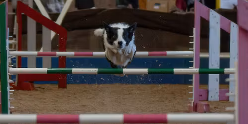 Nov 7-8 2026 AAC Trial